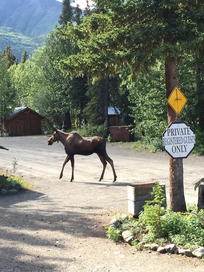 Carlo Creek Cabins Denali Park Εξωτερικό φωτογραφία